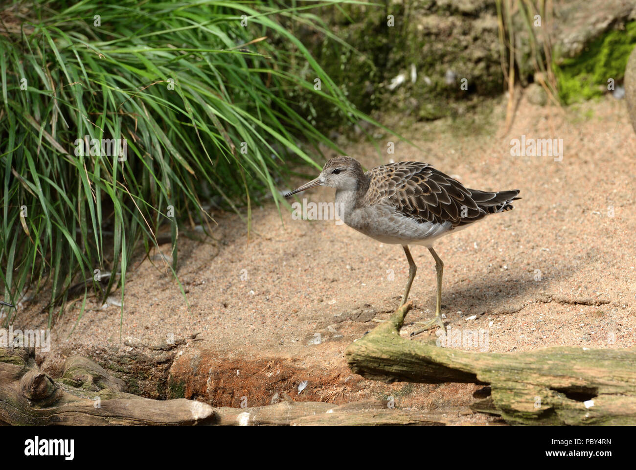 Ruff (Calidris pugnax), medie trampolieri che razze di paludi e prati umidi Foto Stock