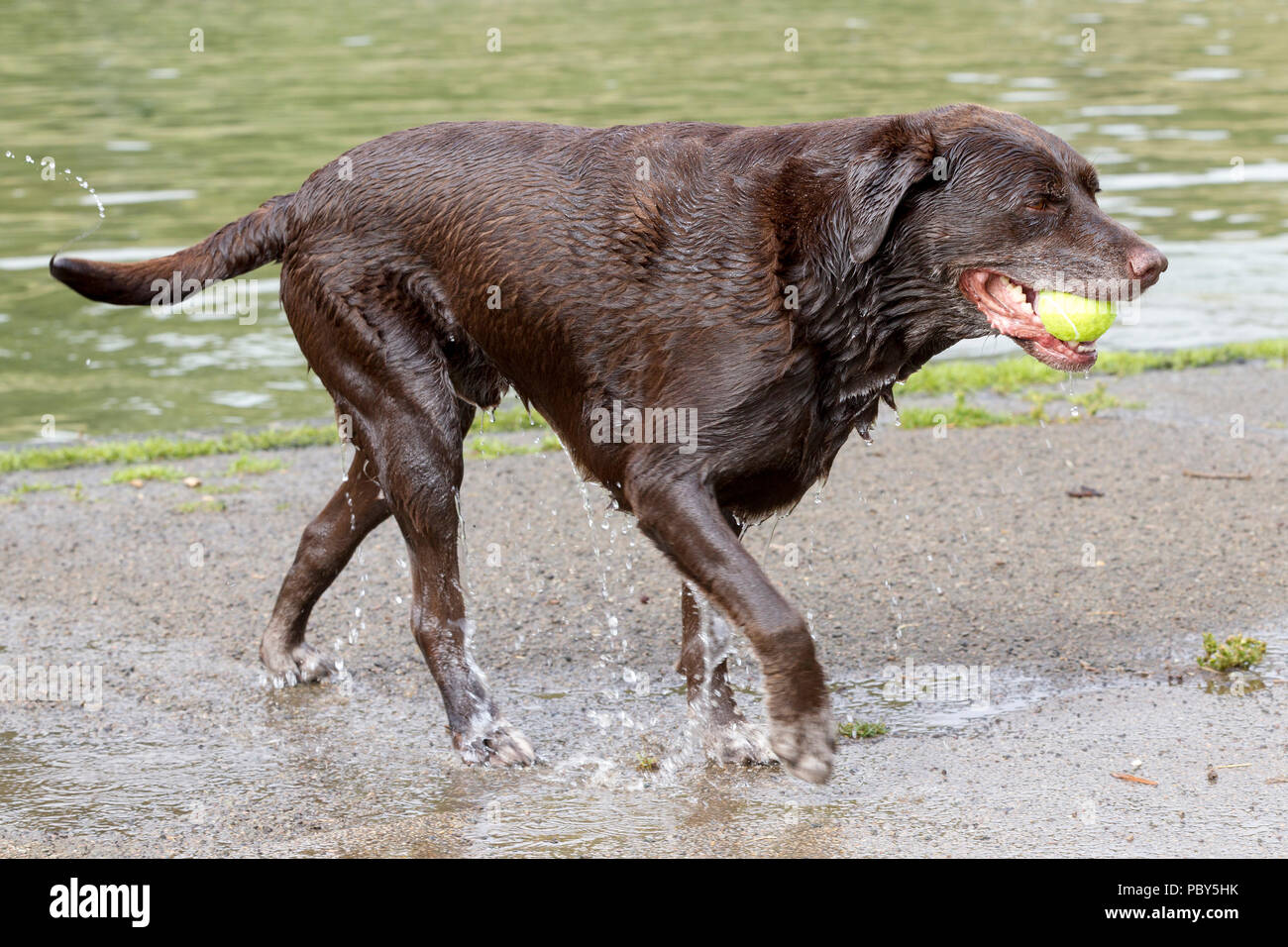 Il raffreddamento dopo la passeggiata mattutina per il cane in barca il lago in Abington Park, Northampton su una calda mattina di luglio. Foto Stock