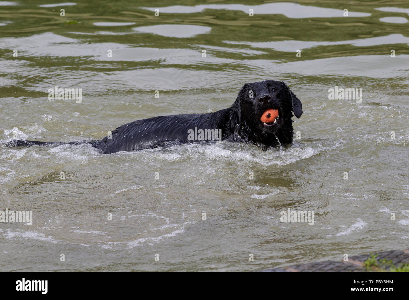Il raffreddamento dopo la passeggiata mattutina per il cane in barca il lago in Abington Park, Northampton su una calda mattina di luglio. Foto Stock