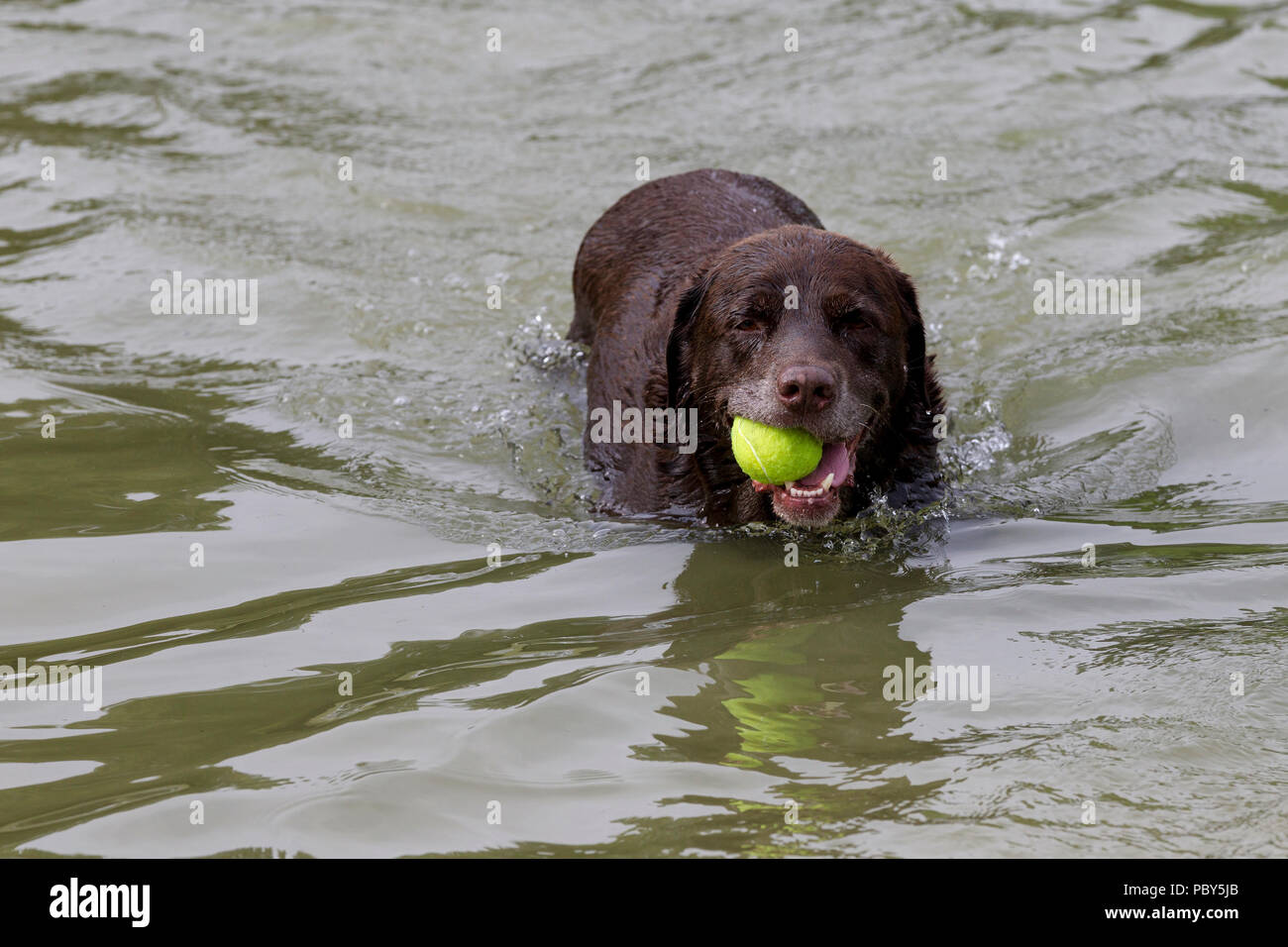 Il raffreddamento dopo la passeggiata mattutina per il cane in barca il lago in Abington Park, Northampton su una calda mattina di luglio. Foto Stock