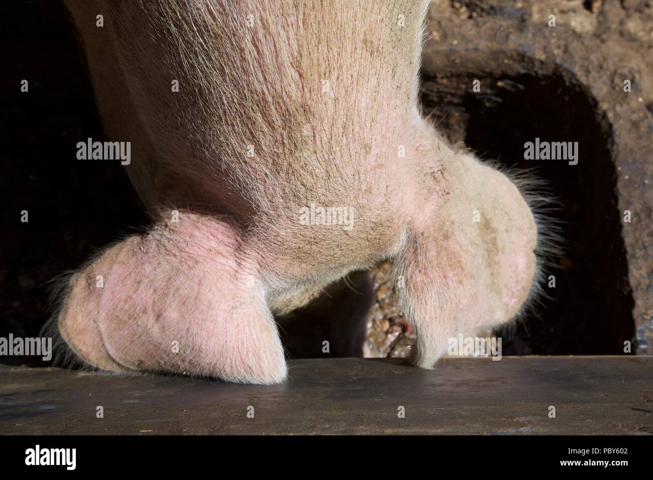 Maiale: fotografato dal di sopra, un unico suino con la sua testa nel trogolo Foto Stock