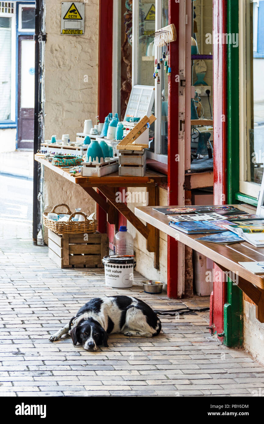 Un cane lazes al di fuori di un'arte e negozi di artigianato in macelleria riga, nella storica cittadina di Bideford, Devon, Regno Unito Foto Stock