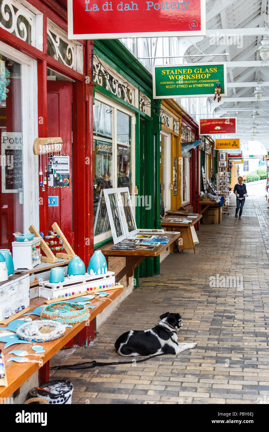 Un cane lazes al di fuori di un'arte e negozi di artigianato in macelleria riga, nella storica cittadina di Bideford, Devon, Regno Unito Foto Stock