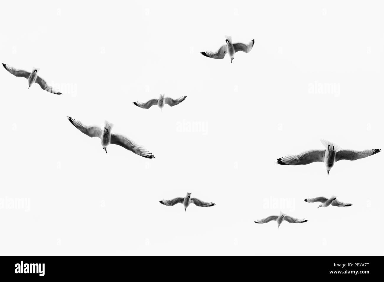A Flock of Seagulls contro uno sfondo bianco Foto Stock