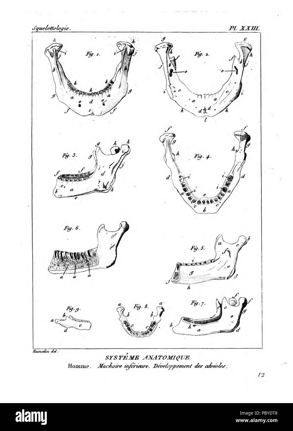 190 Encyclopédie méthodique - Systeme Anatomique, PL23 Foto Stock