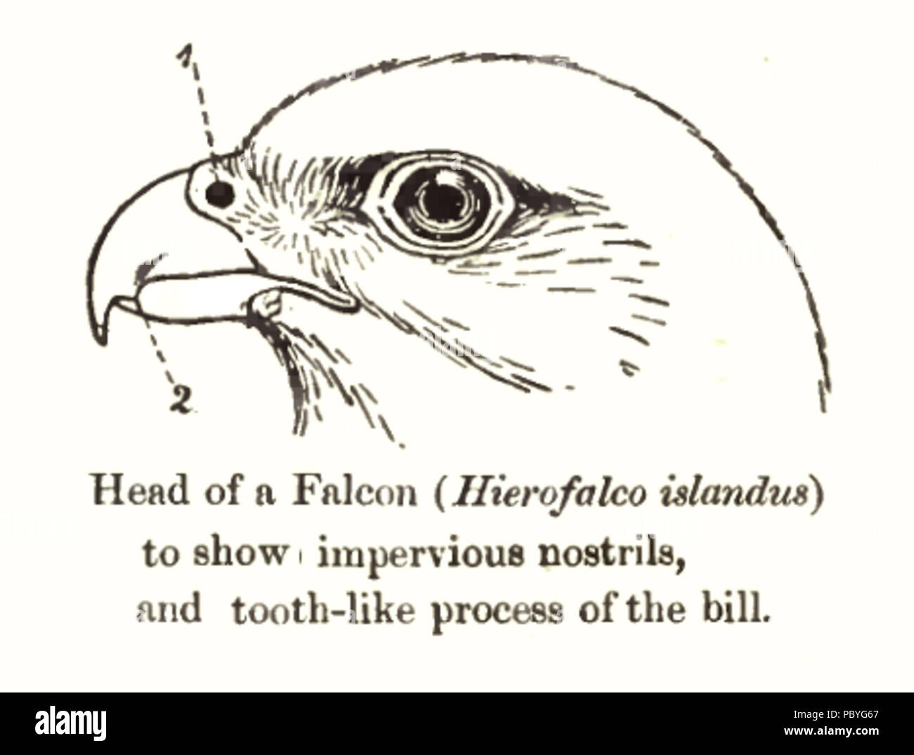 202 FalconHeadBeak Foto Stock