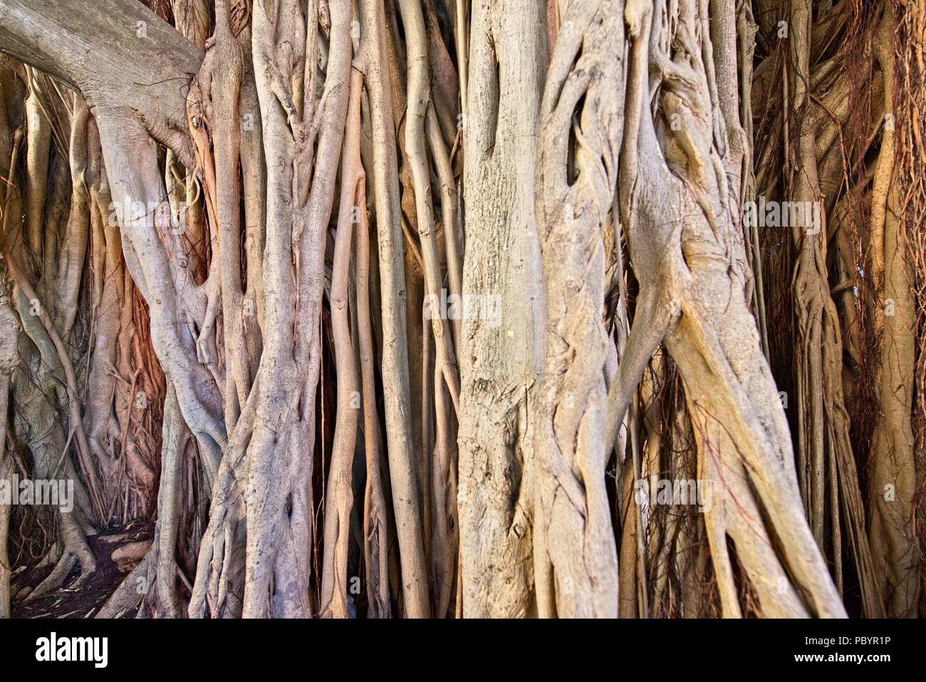 Enorme banyan tree radici trunk fino vicino a key west florida usa Foto Stock