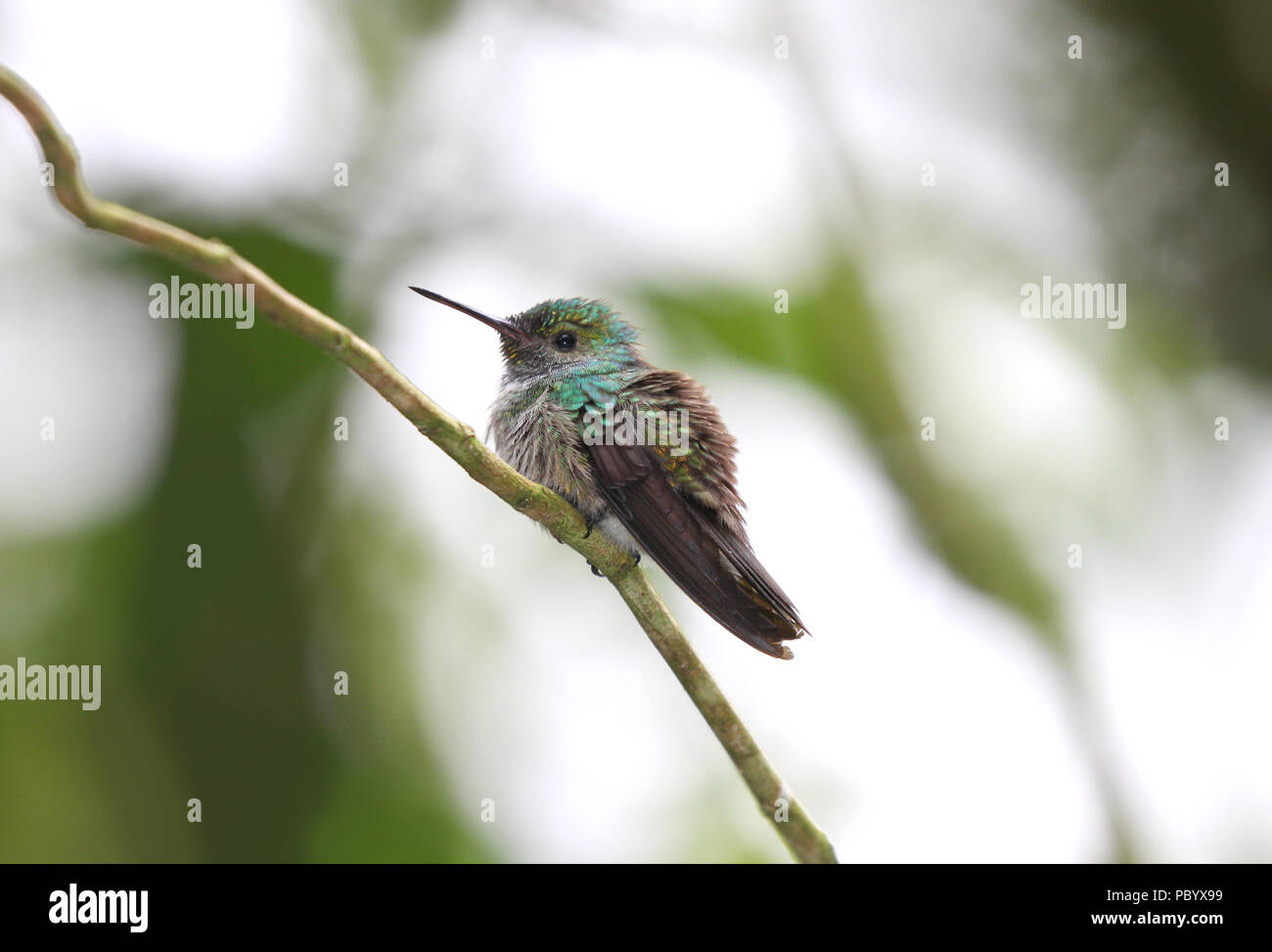 Giovani hummingbird appollaiato su un sottile ramo di albero con uno sfondo sfocato Foto Stock