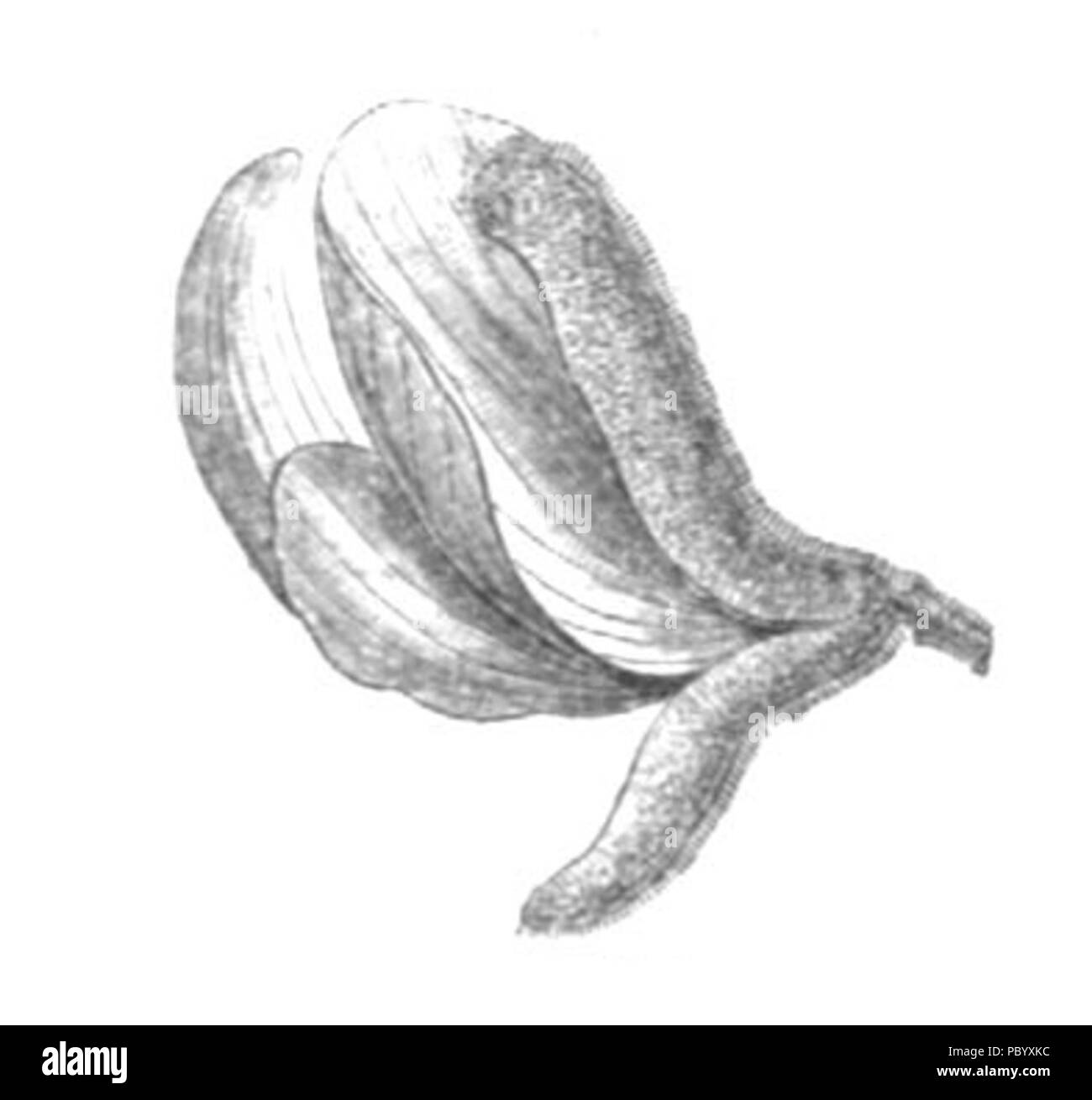 267 Harpalyce brasiliana flower Taub116a Foto Stock