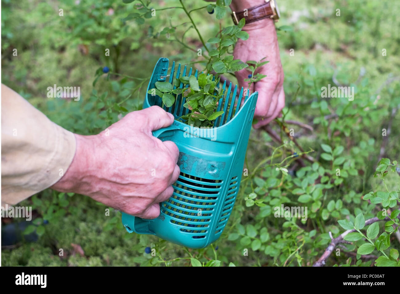 Senior la raccolta di mirtilli con un pettine harvester nella foresta Foto Stock