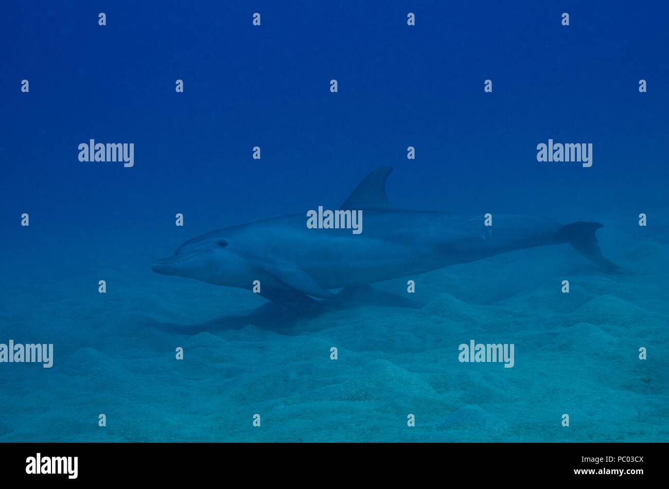 Indo-pacifico delfino maggiore, Indopazifischer Großer Tümmler, Tursiops aduncus, Coraya Beach, a Marsa Alam, Egitto, Ägypten, Mar Rosso, Rotes Meer Foto Stock
