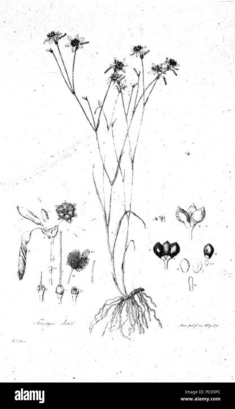 294 Illustrationes Florae Novae Hollandiae piastra 11 Foto Stock