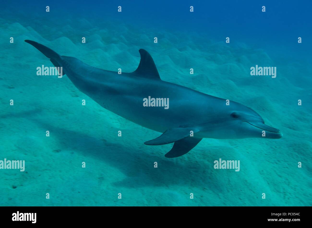 Indo-pacifico delfino maggiore, Indopazifischer Großer Tümmler, Tursiops aduncus, Coraya Beach, a Marsa Alam, Egitto, Ägypten, Mar Rosso, Rotes Meer Foto Stock