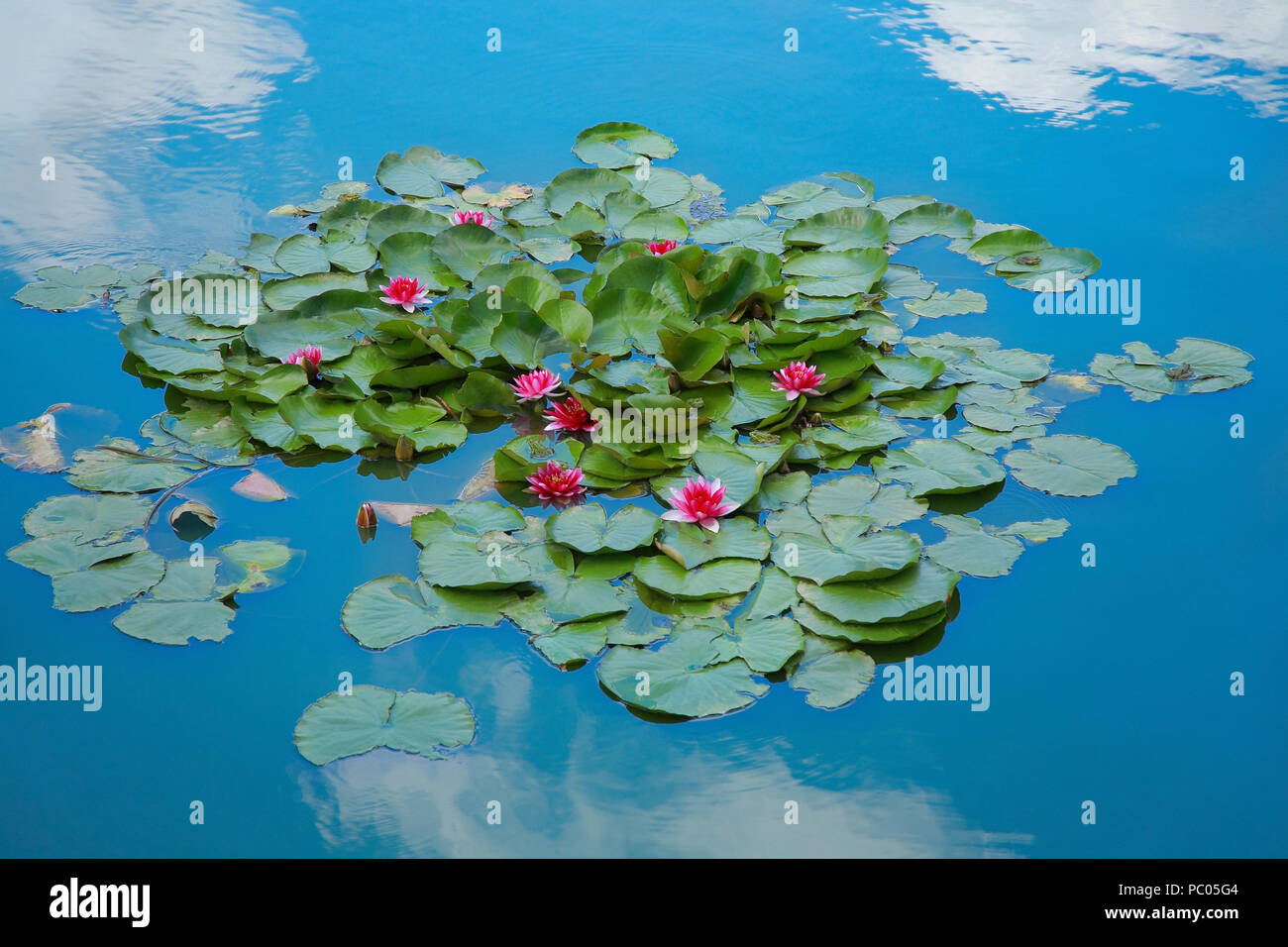 Red ninfee sul lago Foto Stock