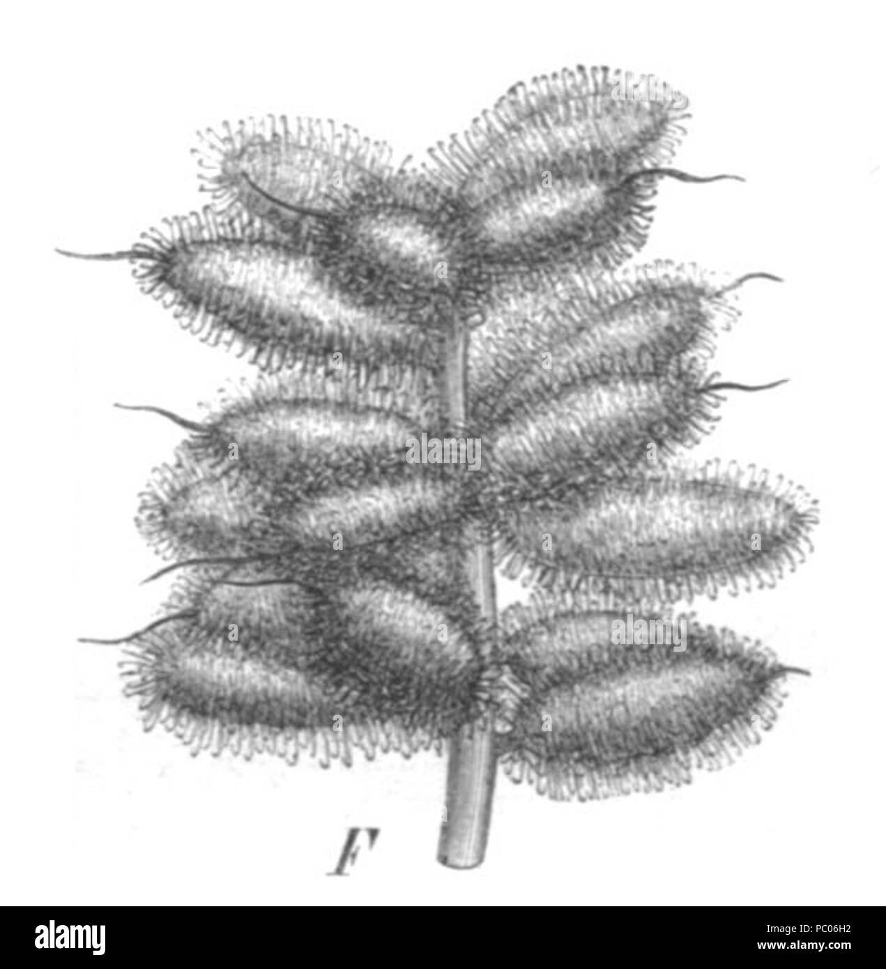 248 Glycyrrhiza echinata Taub121c Foto Stock