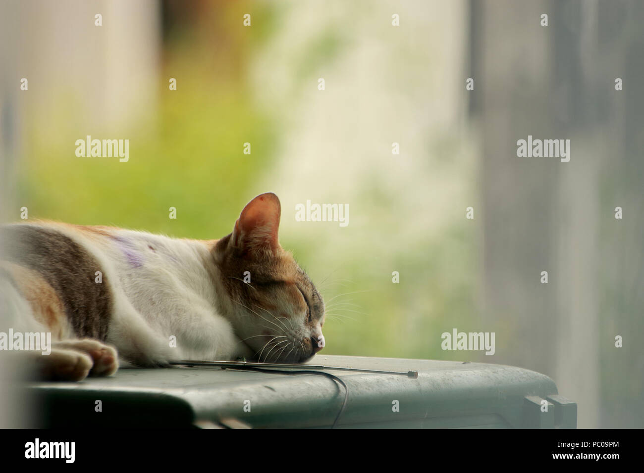 Un gatto tricolore dorme bene sul frigo. Foto Stock