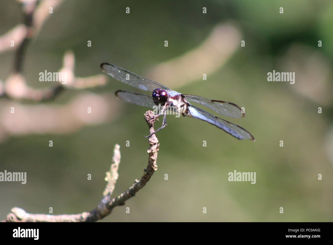 Dragonfly su un ramo Foto Stock