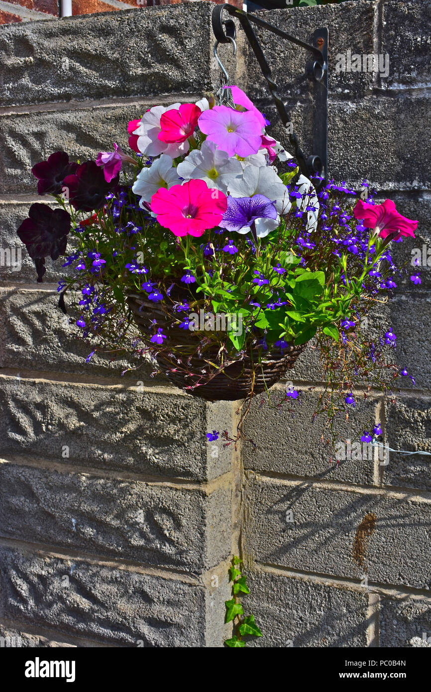 Un semplice fatto in casa cesta appesa riempito con bianco, rosa e viola malva nelle petunie insieme con bush viola/bianco fiori lobelia Foto Stock