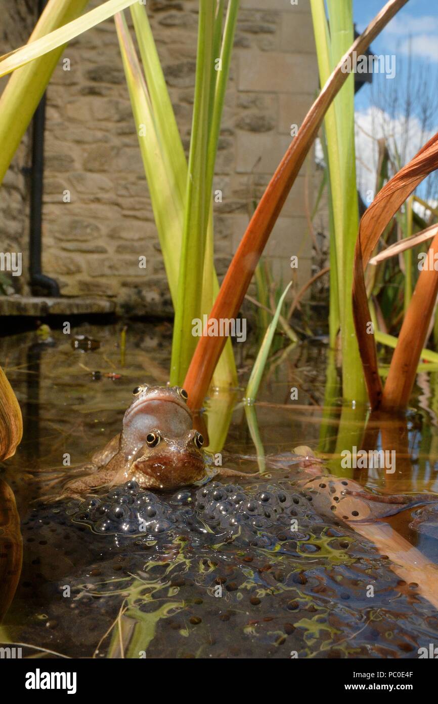 Rane comuni (Rana temporaria) e frogspawn in un laghetto in giardino, Bradford-On-Avon, Wiltshire, Regno Unito, Marzo. Foto Stock