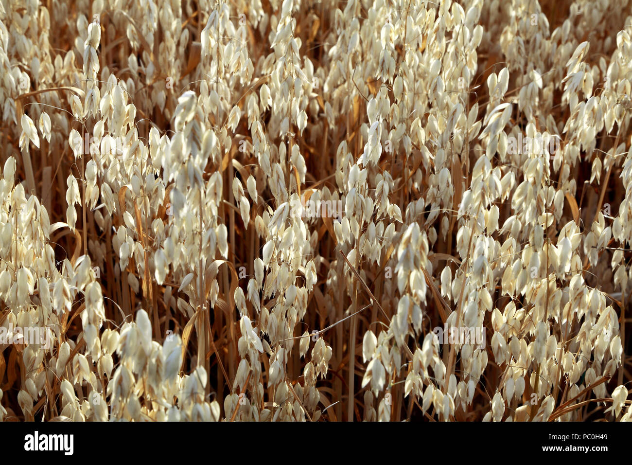 Avena, cereali, agricoli, ritagliare, dettaglio close up, Norfolk, Regno Unito Foto Stock