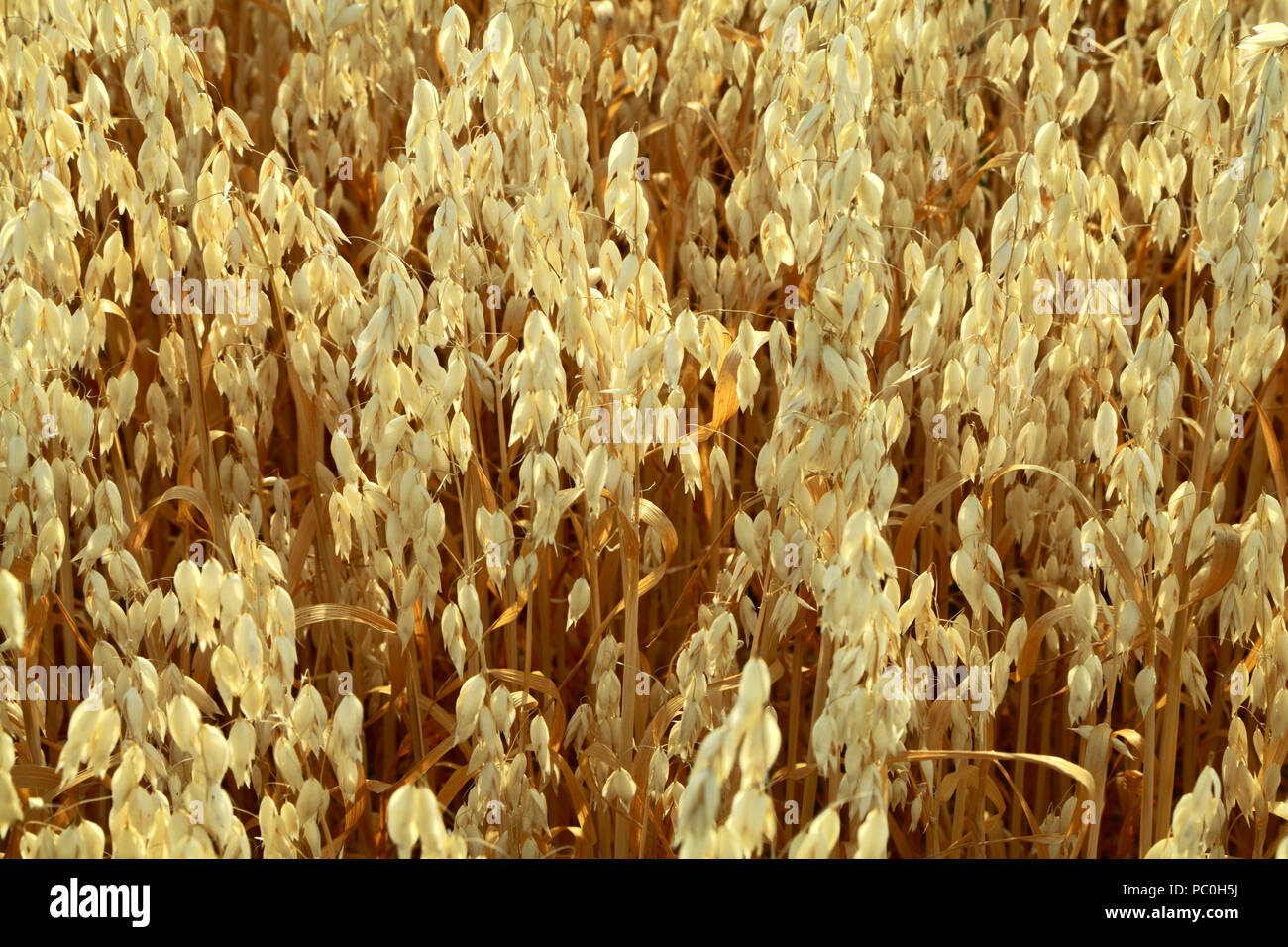 Avena, cereali, agricoli, ritagliare, dettaglio close up, Norfolk, Regno Unito Foto Stock