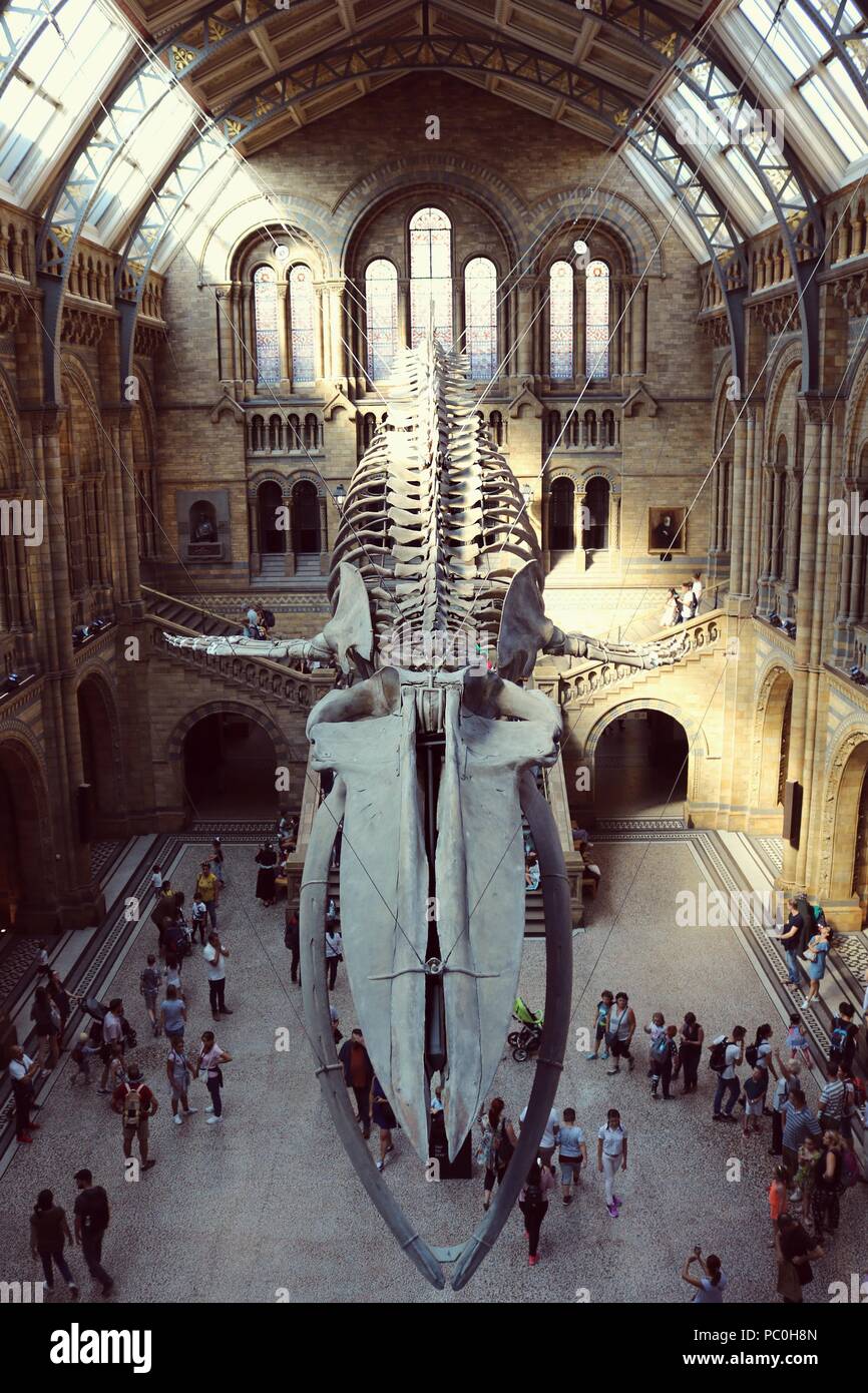 Il blu di scheletro di balena presso il Museo di Storia Naturale Foto Stock