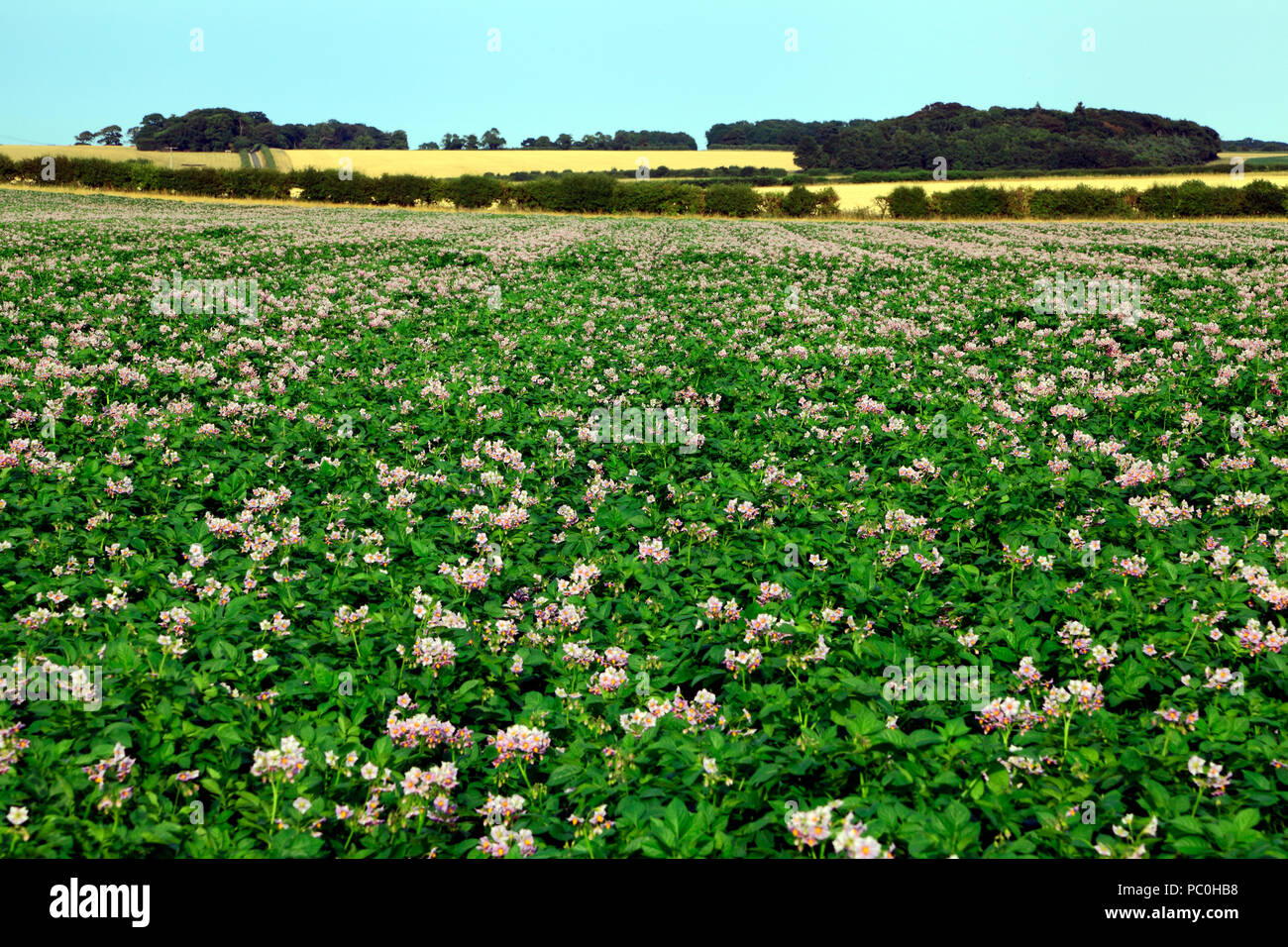 Campo di patate in fiore, agricolo, piantare vegetali di radice, patate, paesaggio, Norfolk, Regno Unito Foto Stock