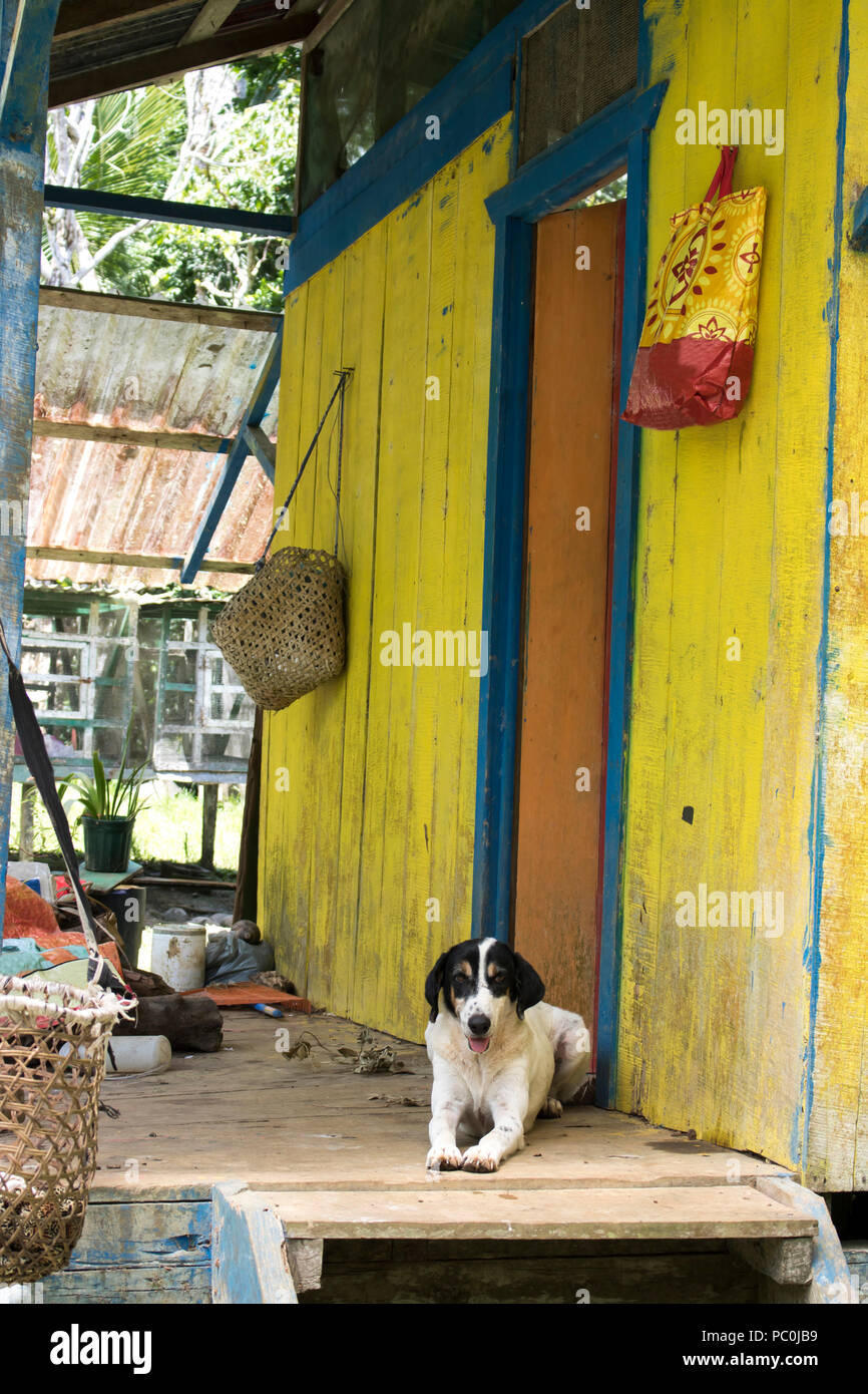 Il cane si appoggia su indossato veranda in legno con sfondo colorato Foto Stock