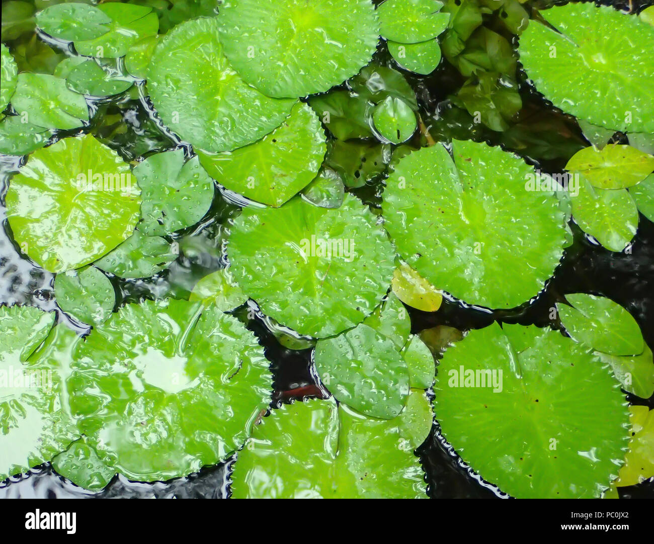 Chiudere fino ad alto angolo di visione vasca piena di verde Ninfee Foto Stock