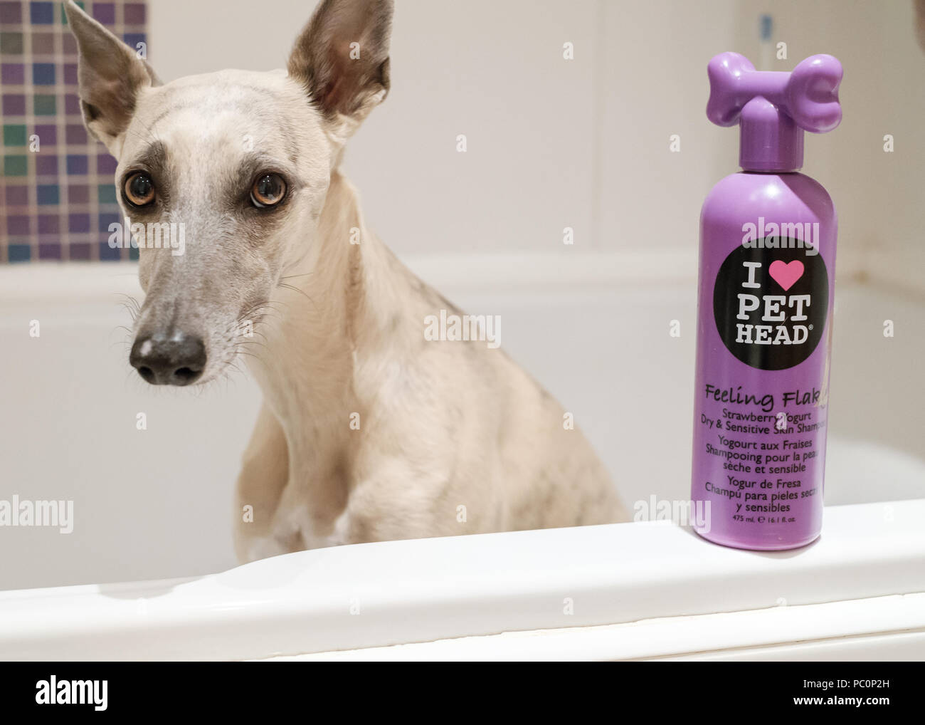 Brindle whippet cane nella vasca da bagno con bottiglia di shampoo per cani Foto Stock