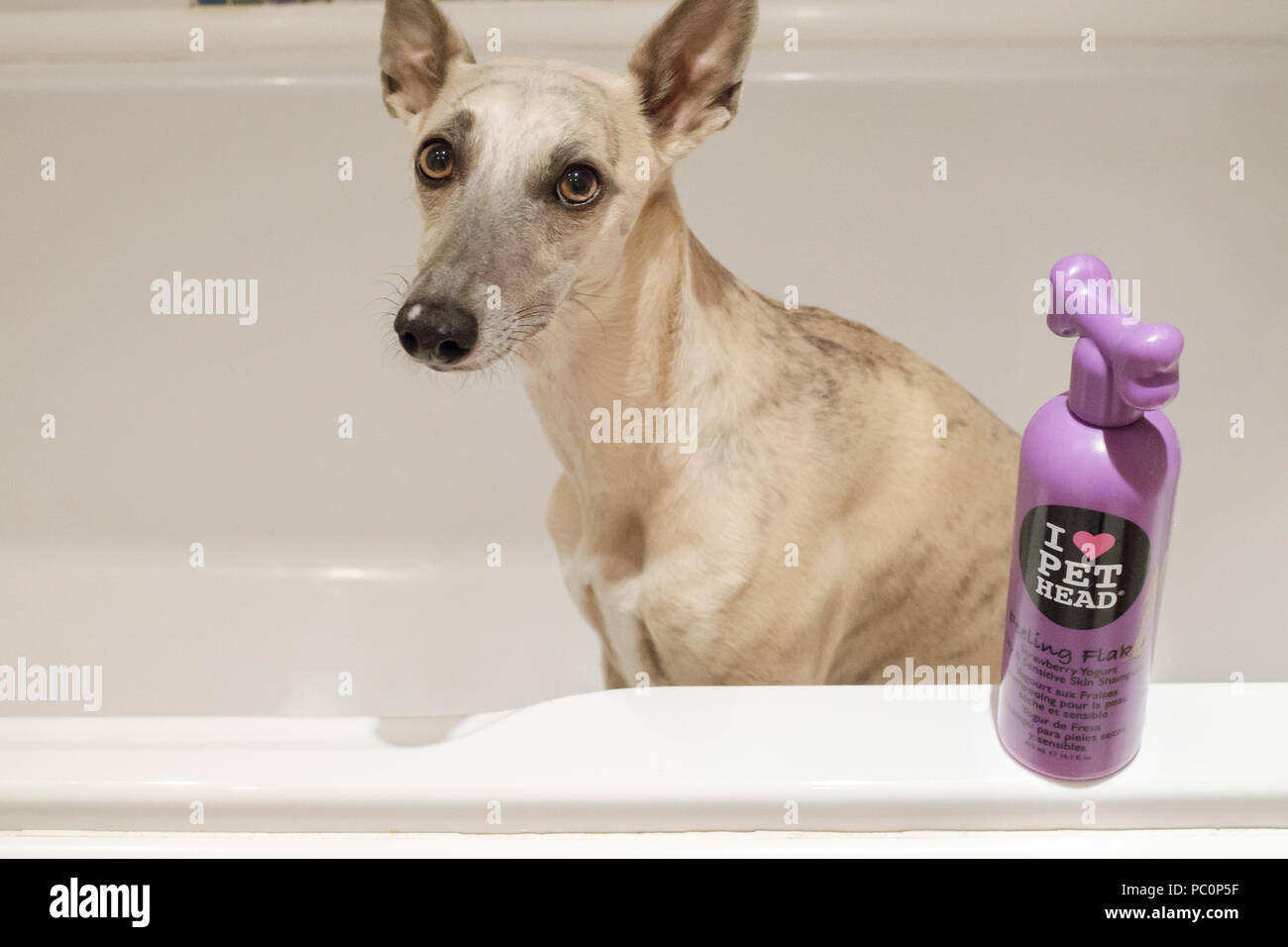 Brindle whippet cane nella vasca da bagno con bottiglia di shampoo per cani Foto Stock