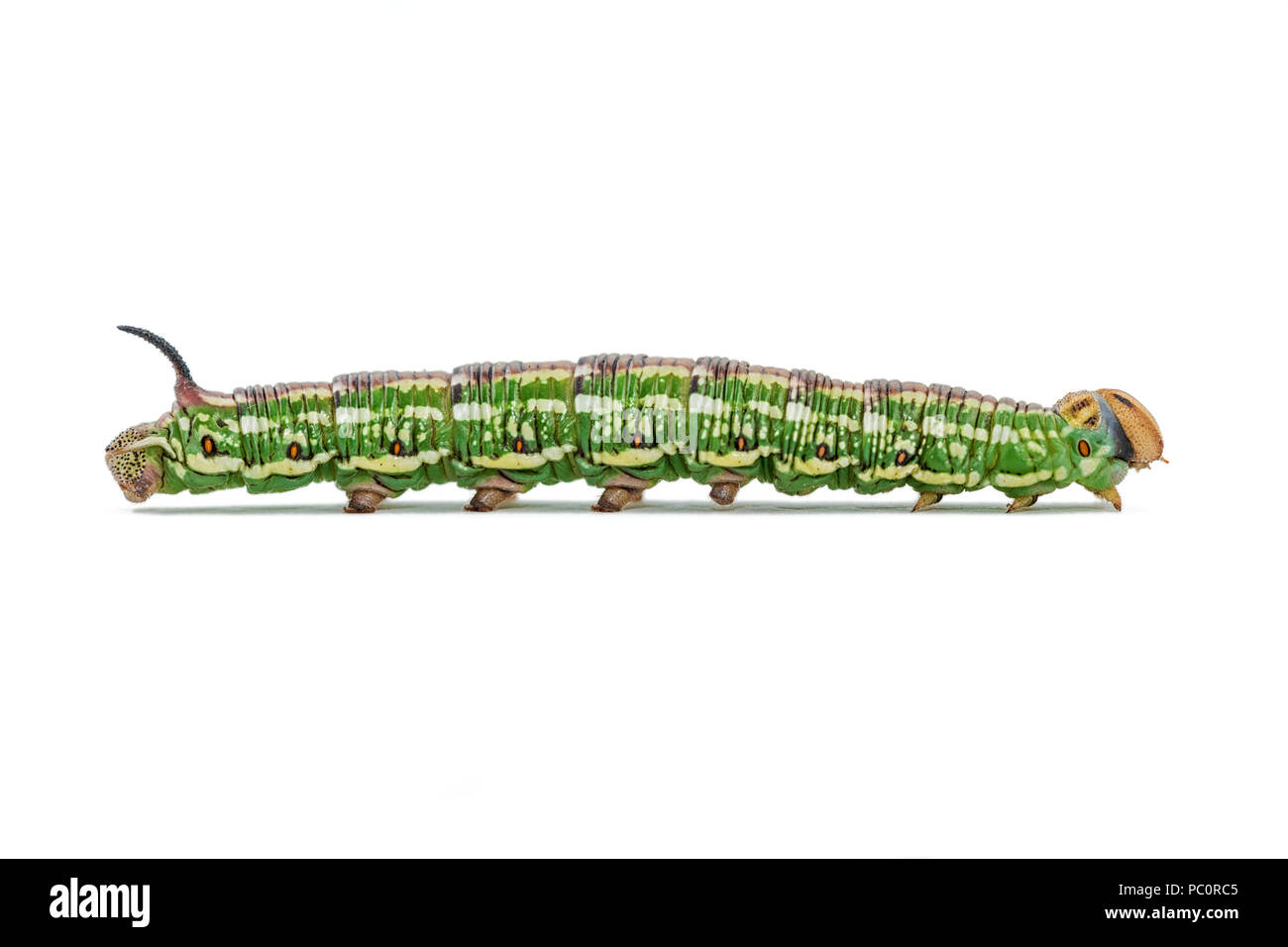 Vista ravvicinata di pino colorato hawk moth sphinx pinastri caterpillar islated a piedi su bianco Foto Stock