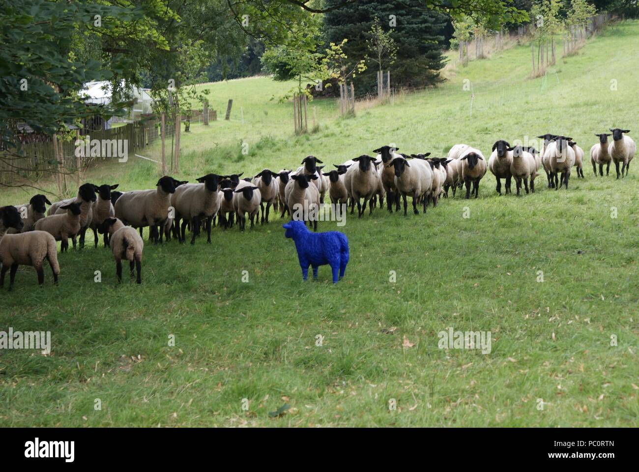 Il gregge di pecore stupiti dalle pecora blu del pascolo Foto Stock