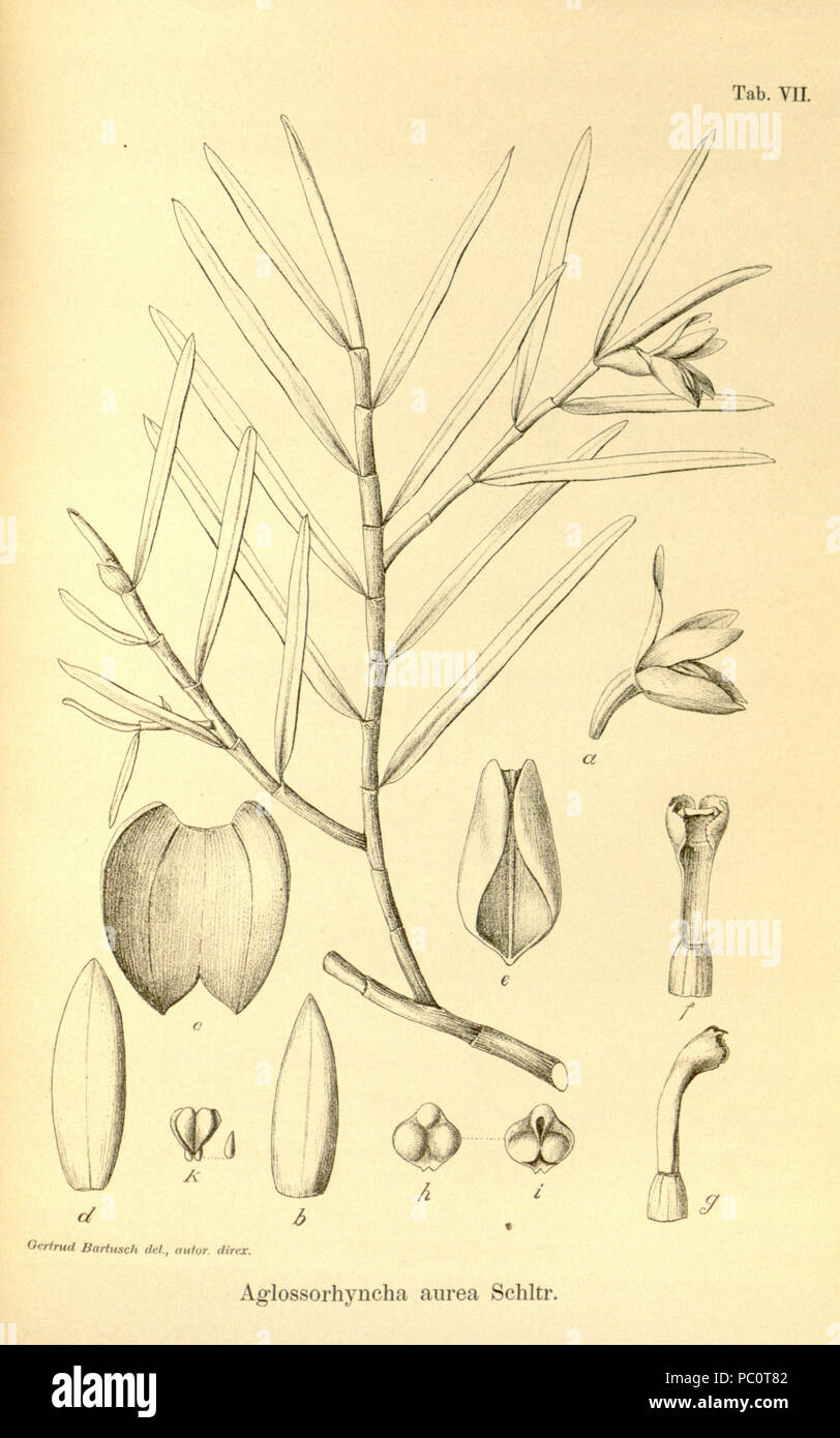 336 Karl Moritz Schumann &AMP; Karl Lauterbach - Nachträge zur Flora der deutschen Schutzgebiete - Aglossorrhyncha aurea - piastra 7 (1905) Foto Stock