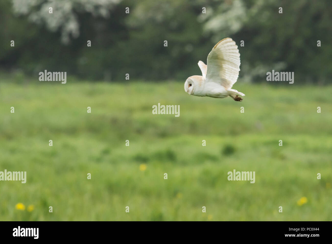 Il barbagianni, Tyto alba, caccia su acqua prato, casernement, Norfolk Broads, maggio. La mattina presto. Foto Stock