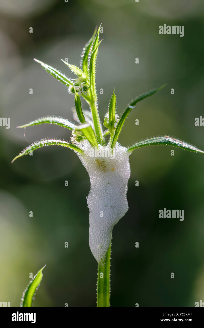 Goosegrass, Cleavers o appiccicoso Willie Galium aparine coperto di cuculo spit. Foto Stock