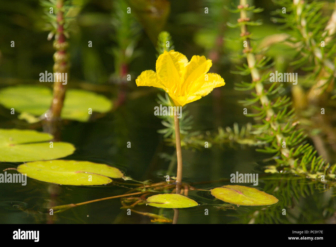 Orlata di acqua-lily, Nymphoides peltata, wildlife stagno fiore pianta, Sussex, Regno Unito, Giugno Foto Stock