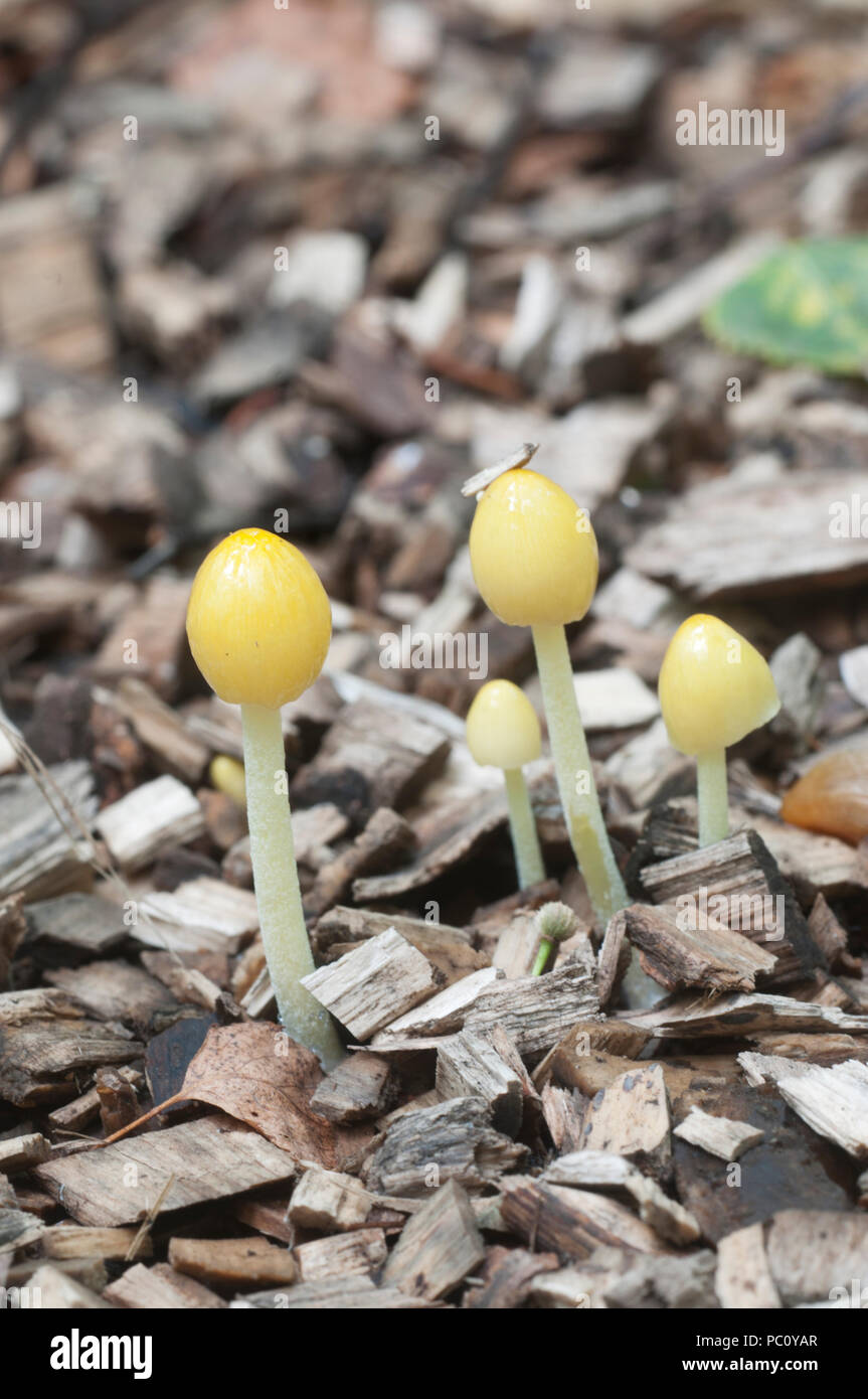 Bolbitius vitellinus mushrums su un suolo forestale, close up Foto Stock