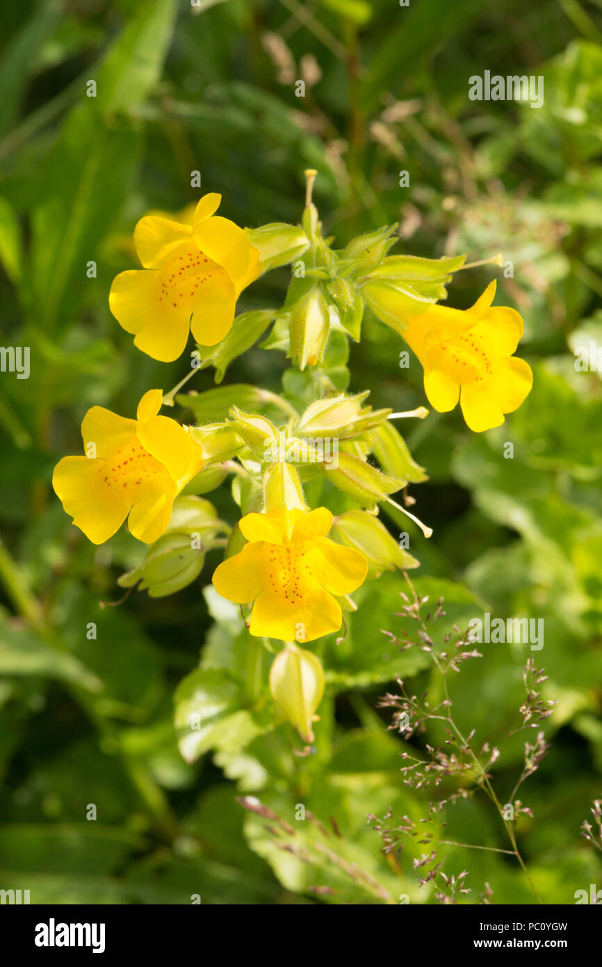 Fiore di scimmia, Mimulus guttatus, marginale impianto di stagno e stagno di fauna selvatica, Sussex, Regno Unito, Giugno. Foto Stock