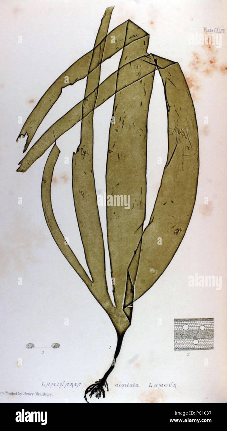 357 Laminaria -Nature Stampa Foto Stock