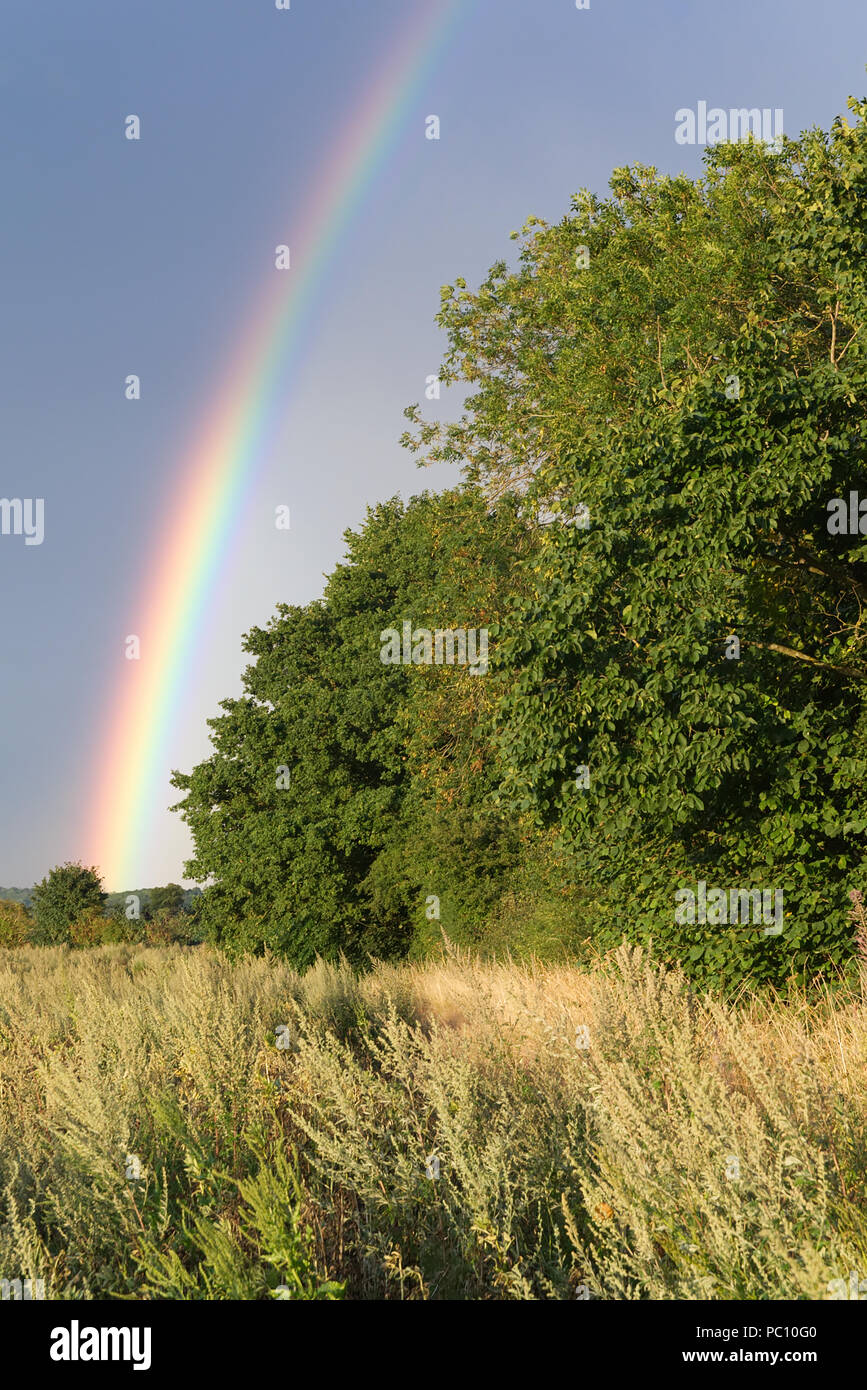 Rainbow contro una dark sky atmosferica dopo una tempesta di pioggia a secco con campo di grano in primo piano che conduce a verdi alberi in background Foto Stock