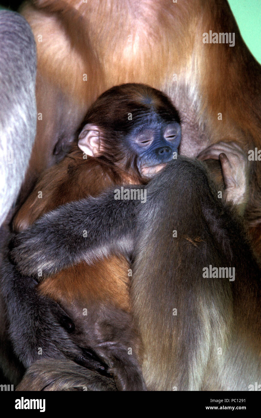 Non 143916 PROBOSCIDE MONKEY Nasalis larvatus scimmia del Vecchio Mondo giovane con madre Foto Stock