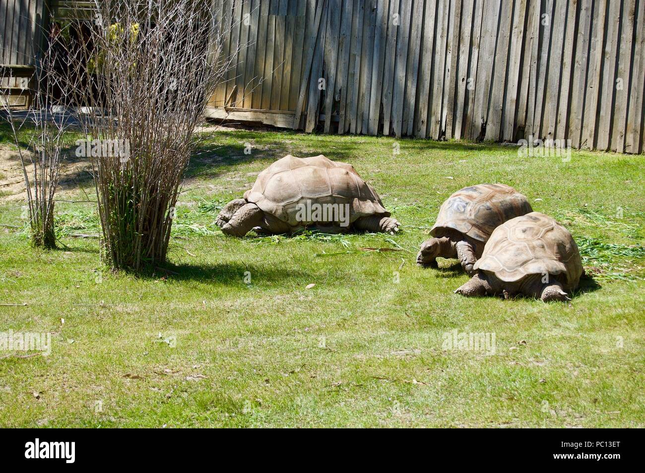 Il vecchio le tartarughe giganti famiglia con guscio di colore marrone in Victoria (Australia) vicino a Melbourne la posa al sole su un verde prato Foto Stock