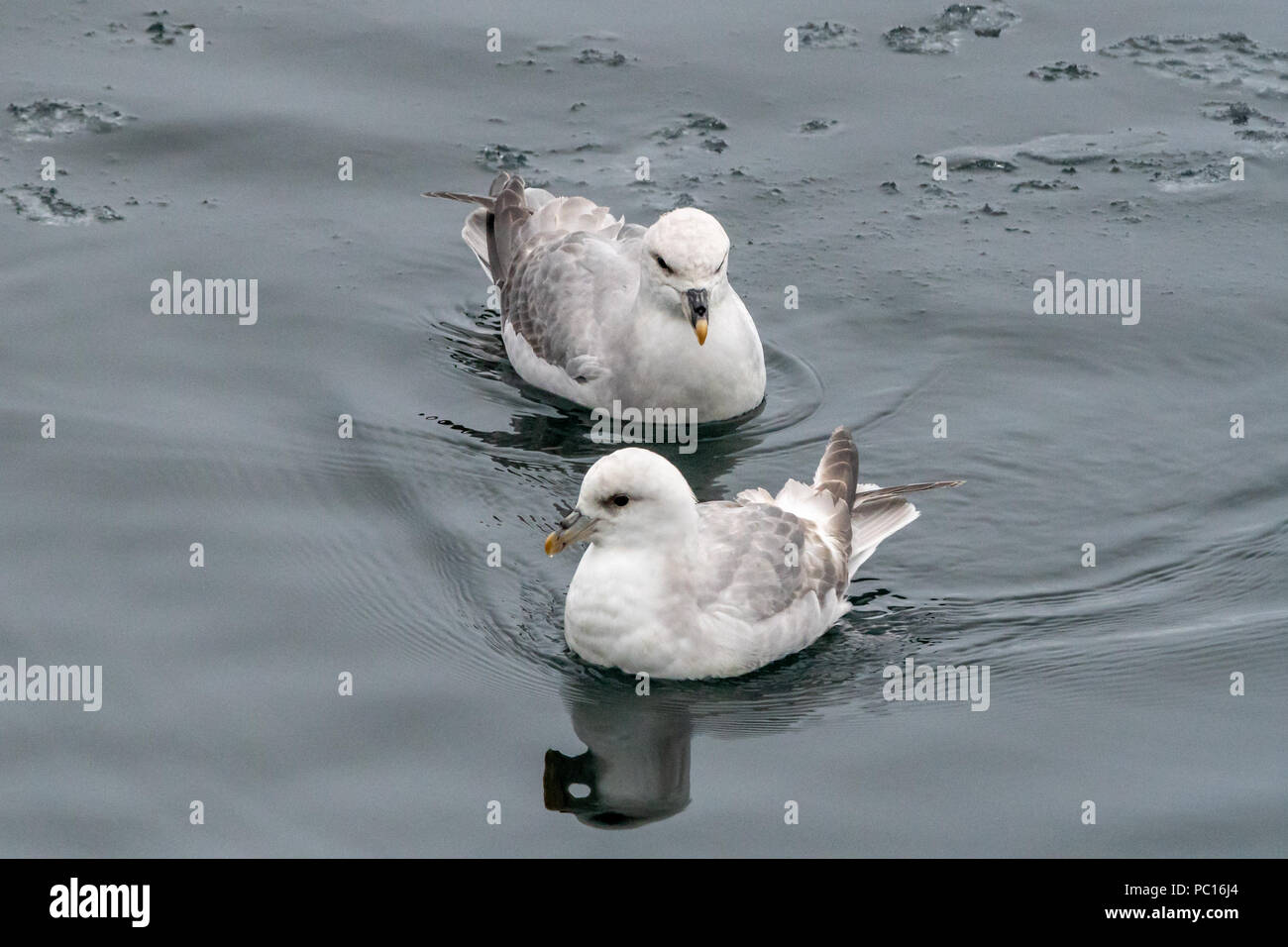 Due Fulmars settentrionale (Fulmarus glacialis) nuotare vicino alla costa delle isole Svalbard, Norvegia. Foto Stock