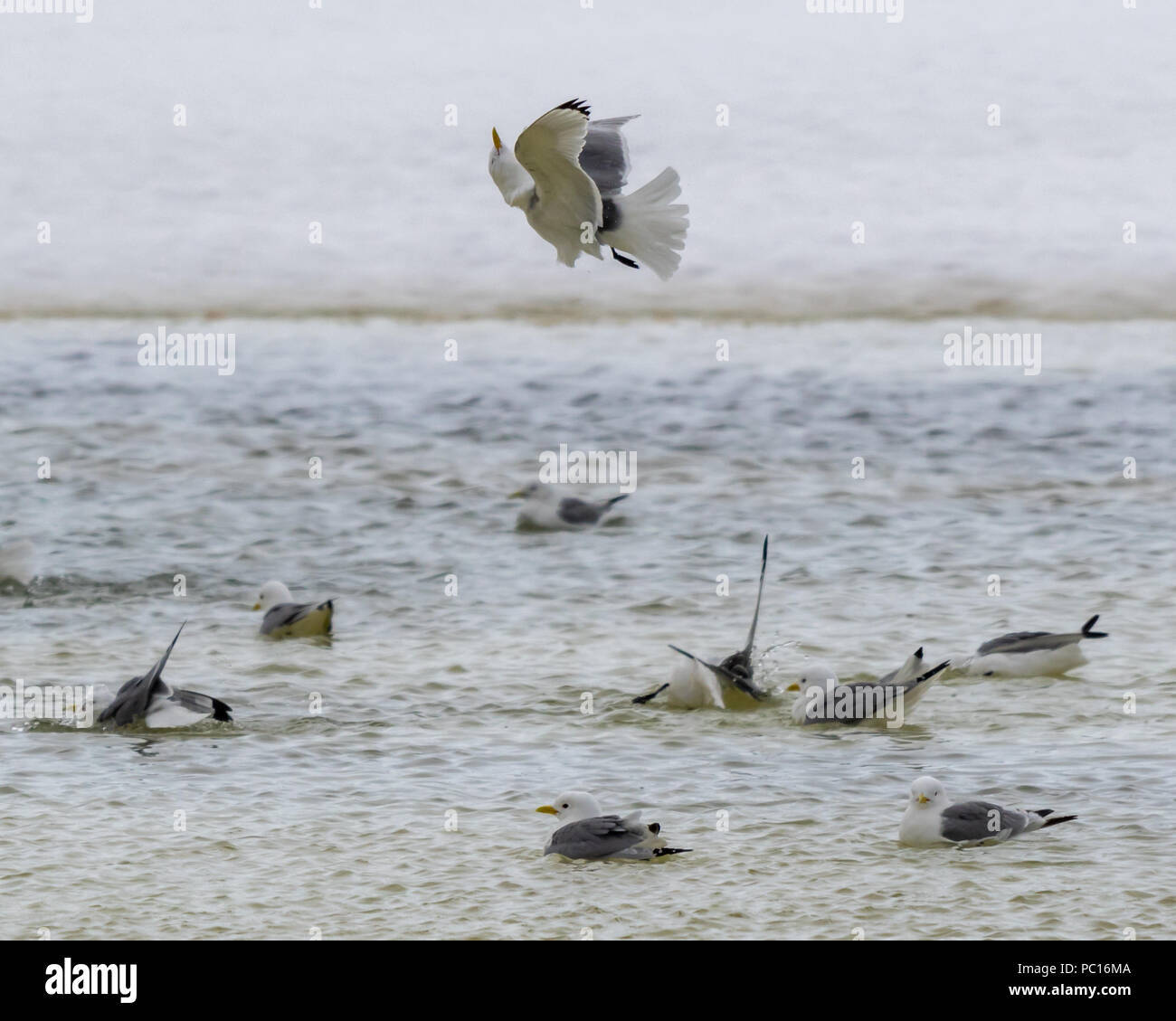 Un acrobatico zampe nere kittiwake volare oltre i membri del suo gregge che sono la balneazione in acque aperte in Svalbard, Norvegia. Foto Stock