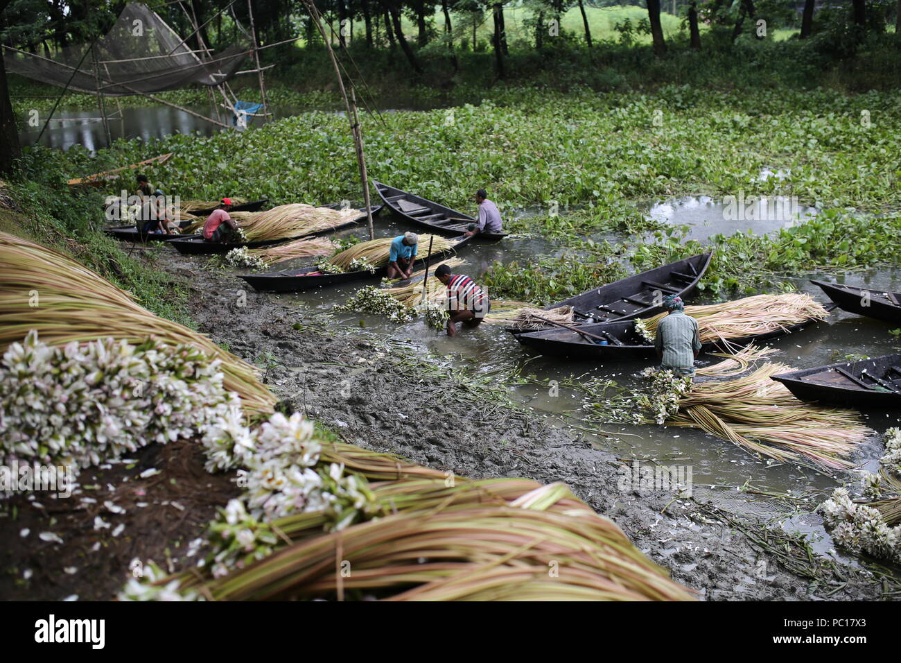 Dacca in Bangladesh- Luglio 27, 2018: gli agricoltori del Bangladesh raccogliere ninfee dalla zona umida e per vendere il loro mercato in Munshigonj, vicino a Dacca in Bangladesh il 27 luglio 2018. Circa il 60-70% delle persone dipende dall'agricoltura come 166 milioni di persone vivono in Bangladesh. Il paese ha fatto progressi significativi negli ultimi dieci anni e circa 22 milioni di persone sono ancora vive al di sotto della soglia di povertà secondo le relazioni. Bangladesh sarà paese celebra i 50 anni compleanno nel 2021. Foto Stock