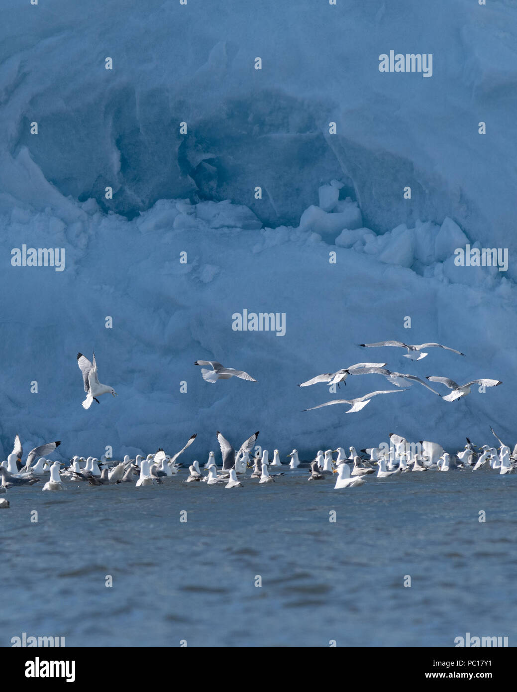 Grande gregge di nero zampe (Kittiwakes Rissa tridactyla) in volo nella parte anteriore di un ghiacciaio in Hornsund, Svalbard. Foto Stock