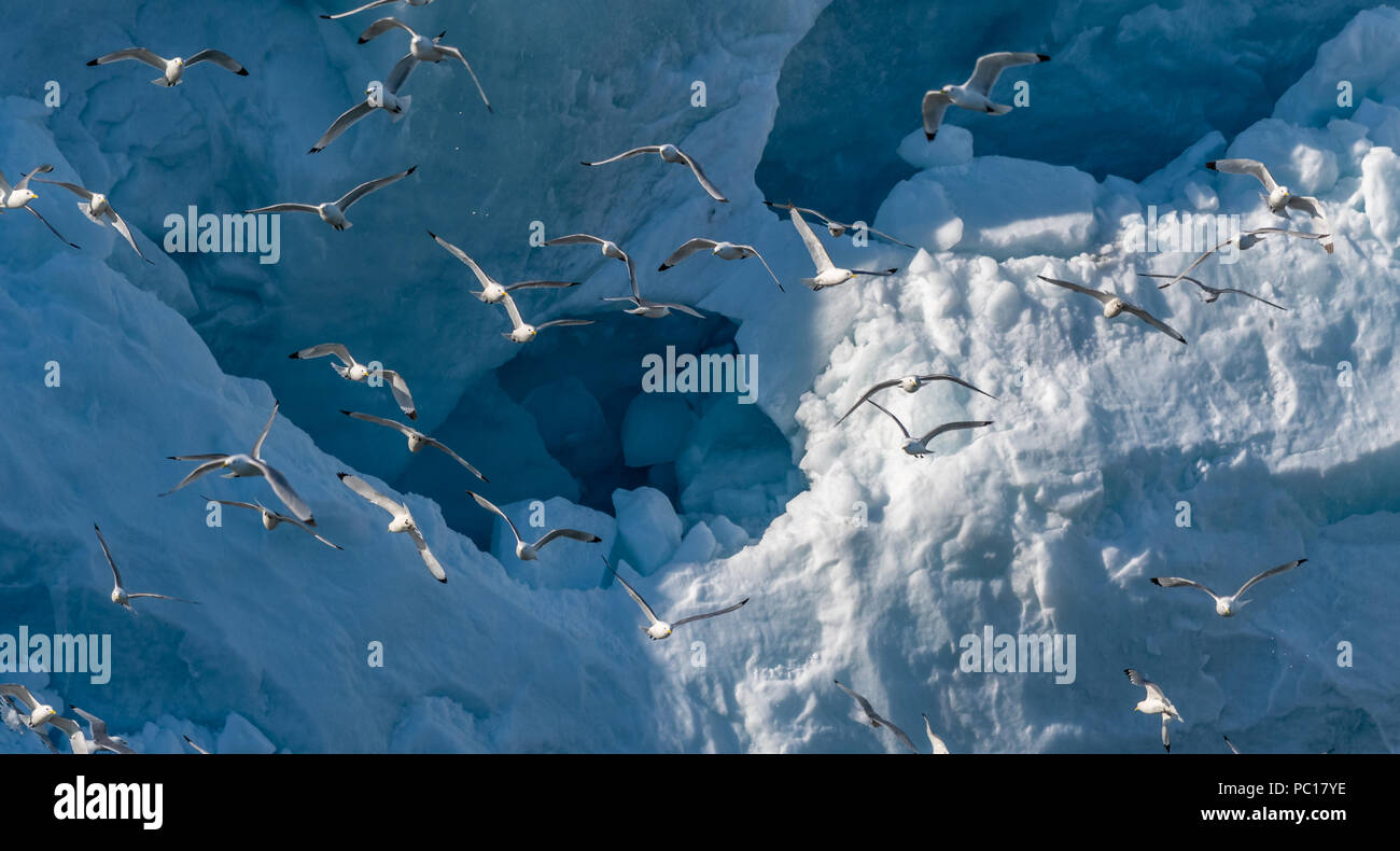 Grande gregge di nero zampe (Kittiwakes Rissa tridactyla) in volo nella parte anteriore di un ghiacciaio in Hornsund, Svalbard. Foto Stock