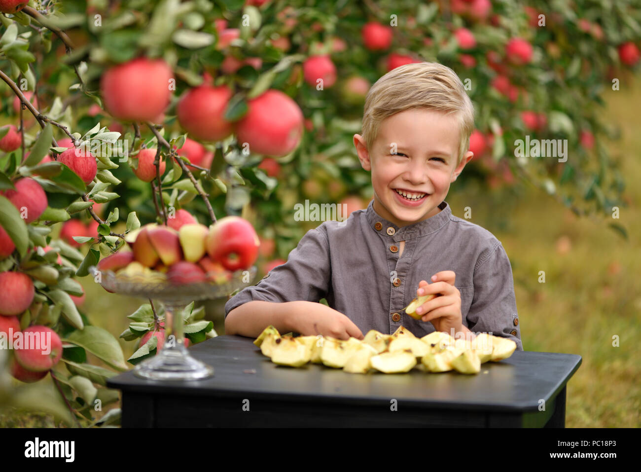 Poco, cinque anni, ragazzo aiutando con la raccolta e la raccolta di mele dal melo, tempo d'autunno. Bambino la raccolta di mele sulla fattoria in autunno. Foto Stock