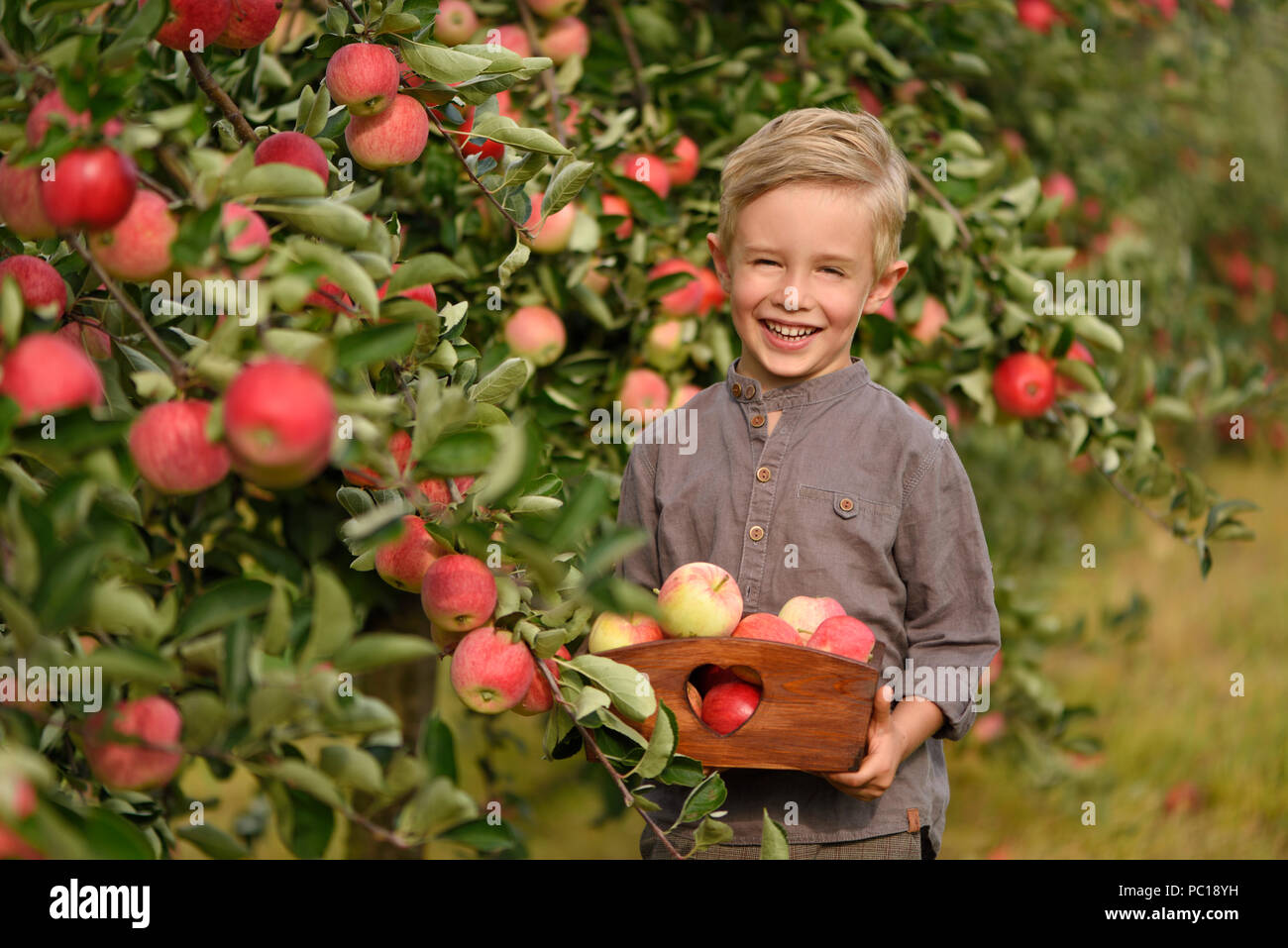 Poco, cinque anni, ragazzo aiutando con la raccolta e la raccolta di mele dal melo, tempo d'autunno. Bambino la raccolta di mele sulla fattoria in autunno. Foto Stock